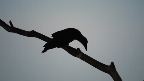 Silhouette-of-crow-on-tree-branch